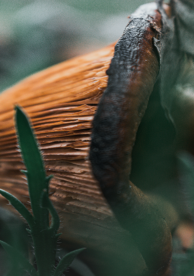 Mushroom King background