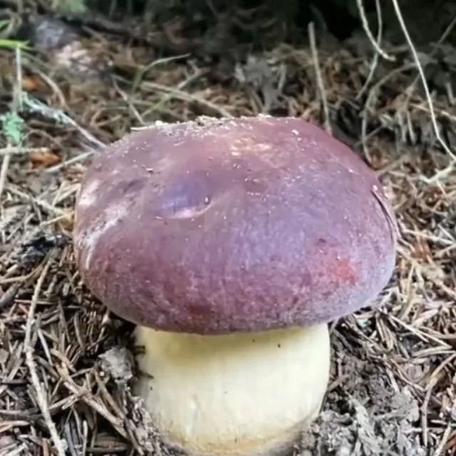 Mushroom Head